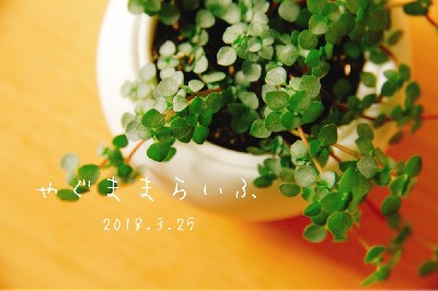ブログ写真