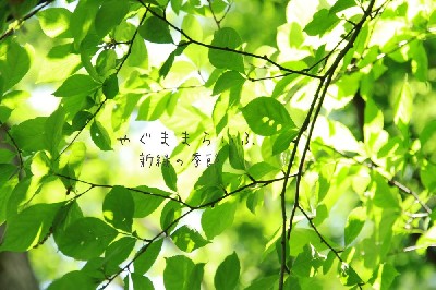 ブログ写真